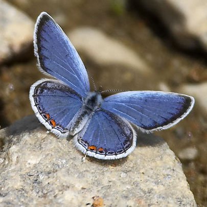 Eastern Tailed-Blue