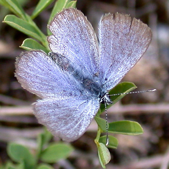 Silvery Blue