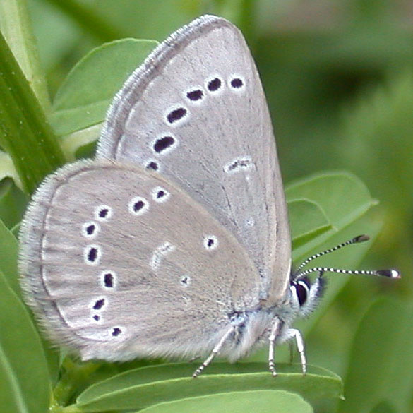 Silvery Blue