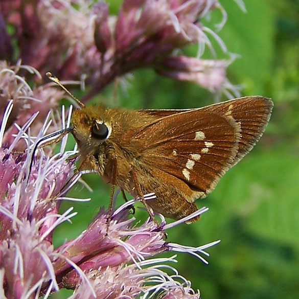 Leonard's Skipper