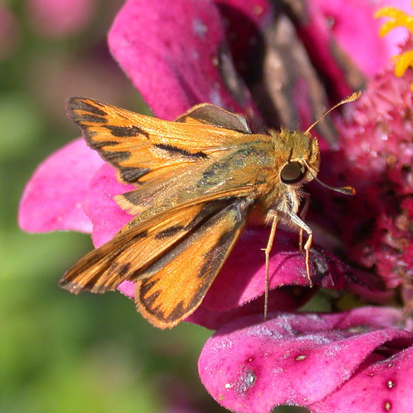 Fiery Skipper