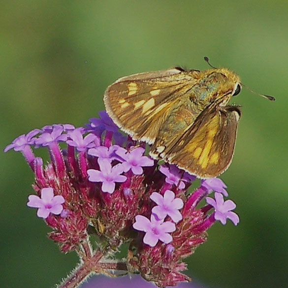 Fiery Skipper
