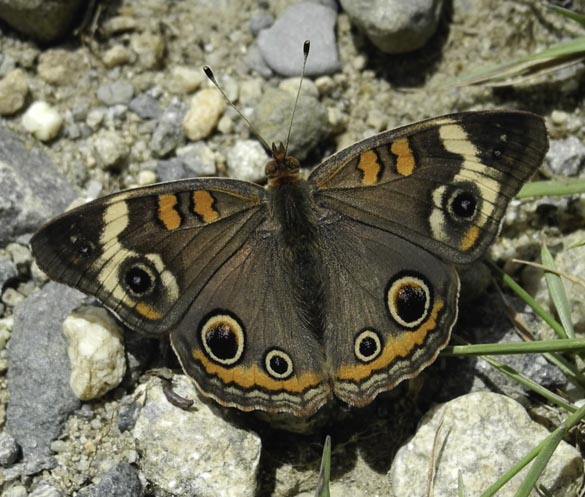 Common Buckeye