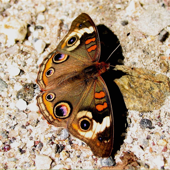 Common Buckeye