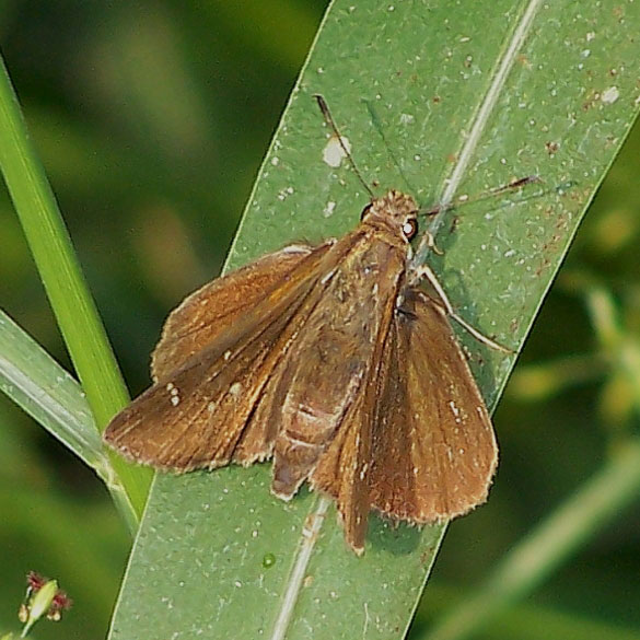Clouded Skipper