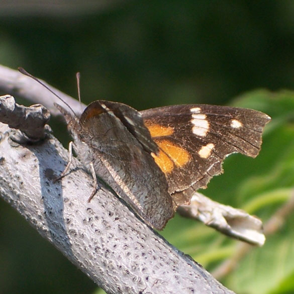 American Snout