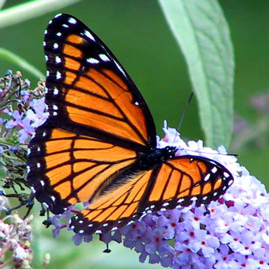Viceroy