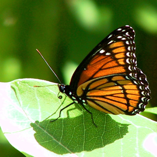 Viceroy