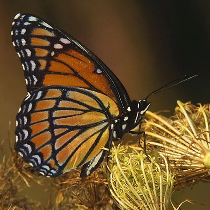 Viceroy