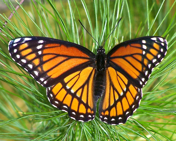 Viceroy
