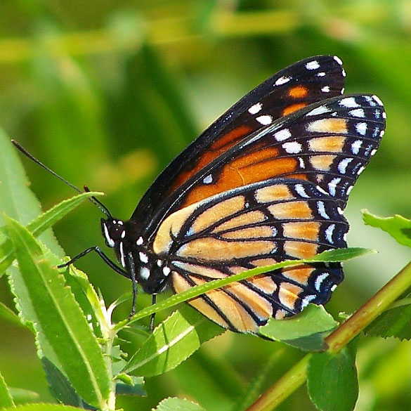 Viceroy
