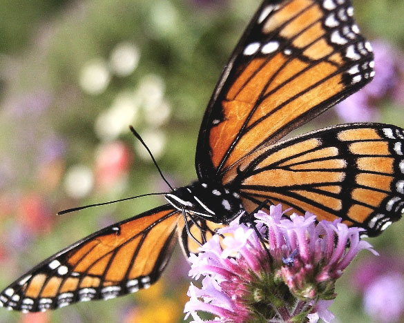 Viceroy