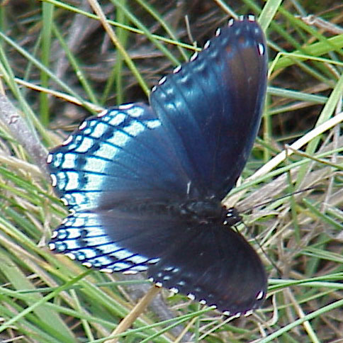 Red-spotted Admiral