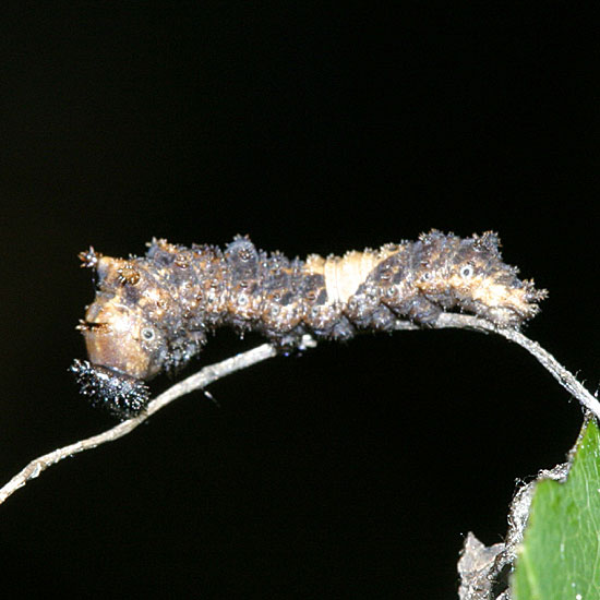 Red-spotted Admiral