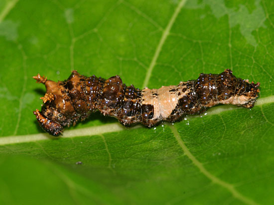 Red-spotted Admiral