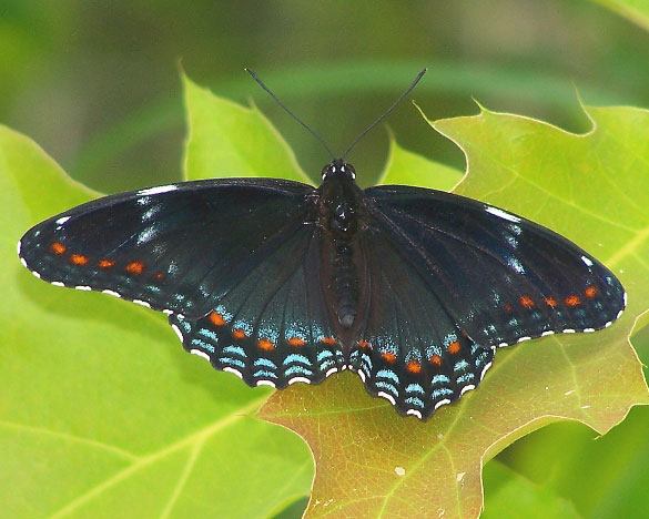 Red-spotted Admiral
