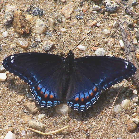 Red-spotted Admiral