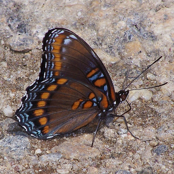 Red-spotted Admiral