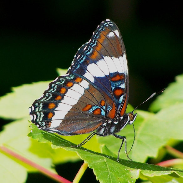 Red-spotted Admiral
