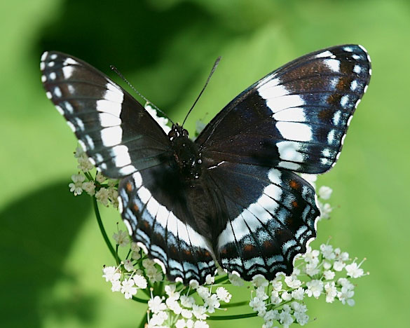 Red-spotted Admiral