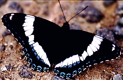Red-spotted Admiral