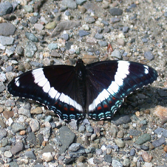 Red-spotted Admiral