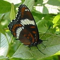 Red-spotted Admiral