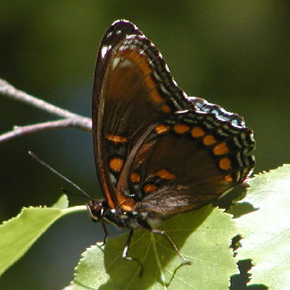 Red-spotted Admiral