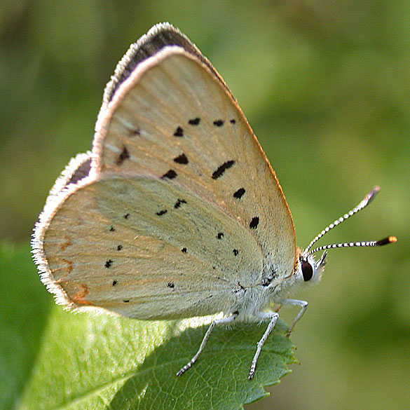 Bog Copper