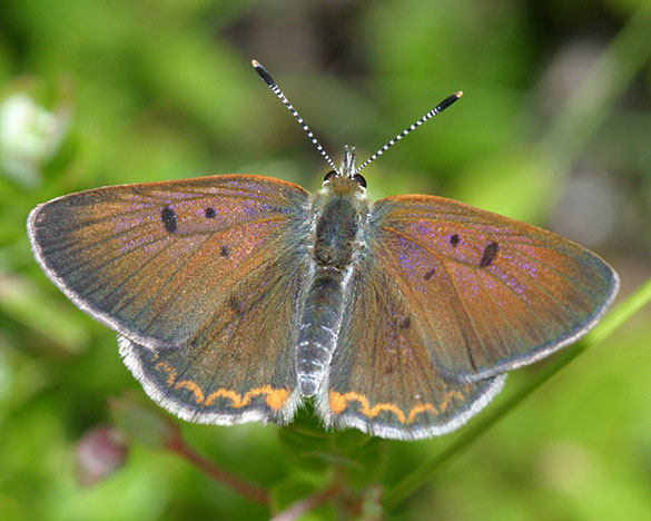 Bog Copper