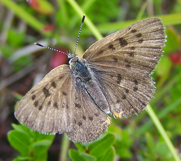 Bog Copper