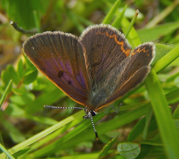 Bog Copper