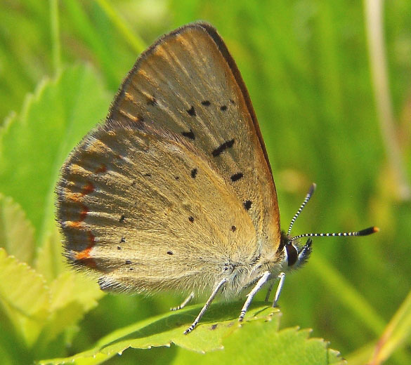 Bog Copper