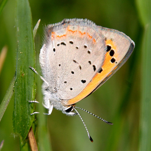 American Copper