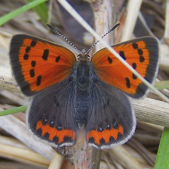 American Copper