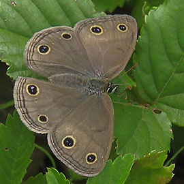 Little Wood Satyr