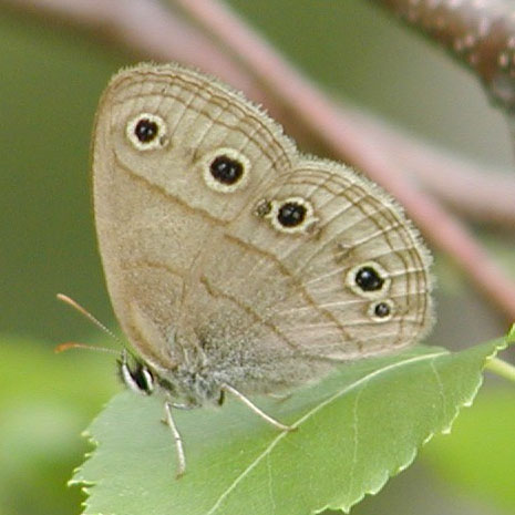 Little Wood Satyr