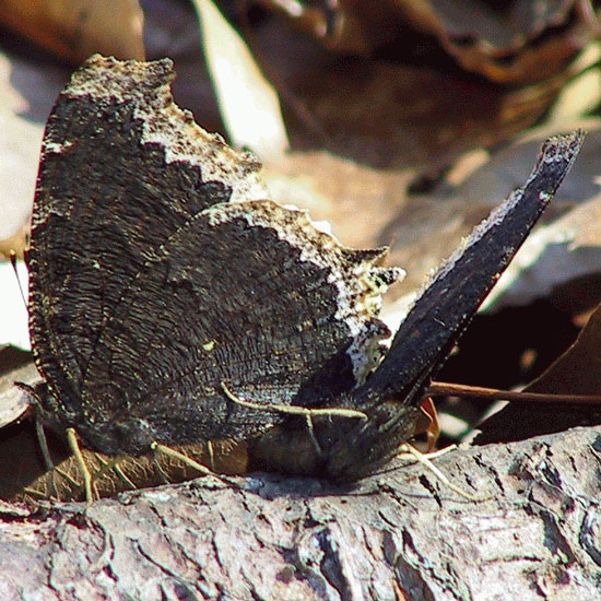 Mourning Cloak