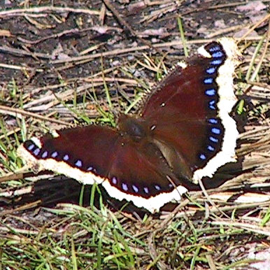 Mourning Cloak