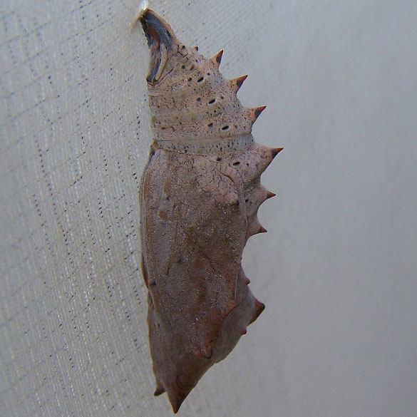 Mourning Cloak