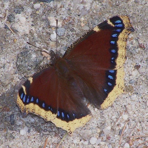 Mourning Cloak