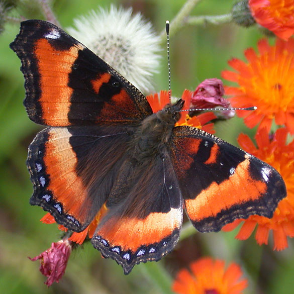 Milbert's Tortoiseshell