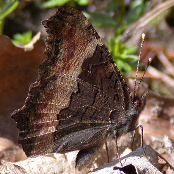 Milbert's Tortoiseshell