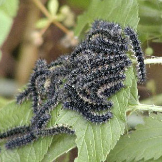 Milbert's Tortoiseshell