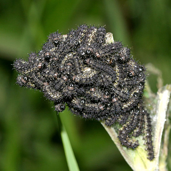 Milbert's Tortoiseshell