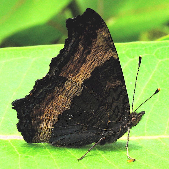 Milbert's Tortoiseshell
