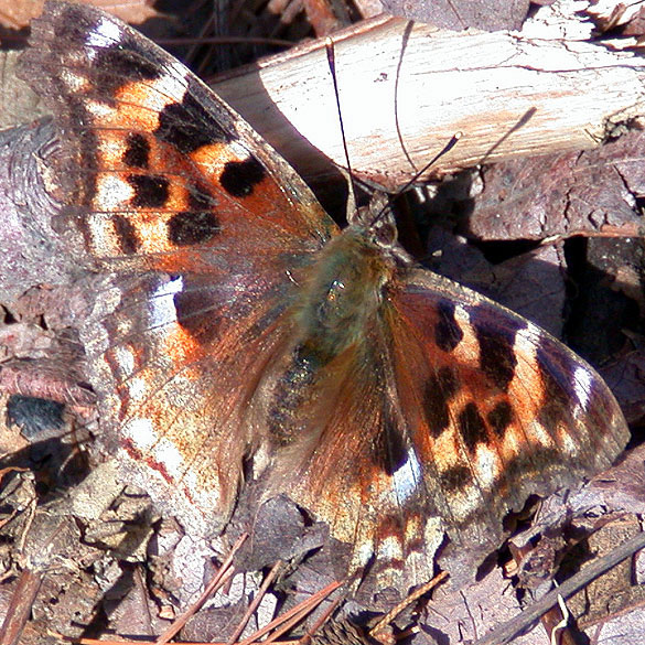 Compton Tortoiseshell