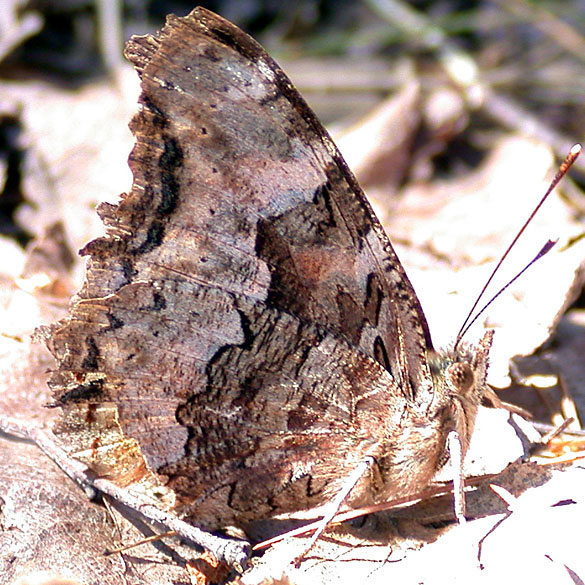 Compton Tortoiseshell