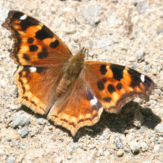 Compton Tortoiseshell