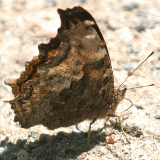 Compton Tortoiseshell
